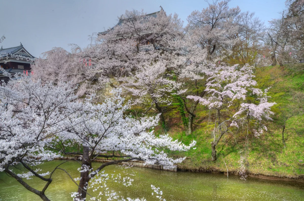 投稿写真：上田城　桜