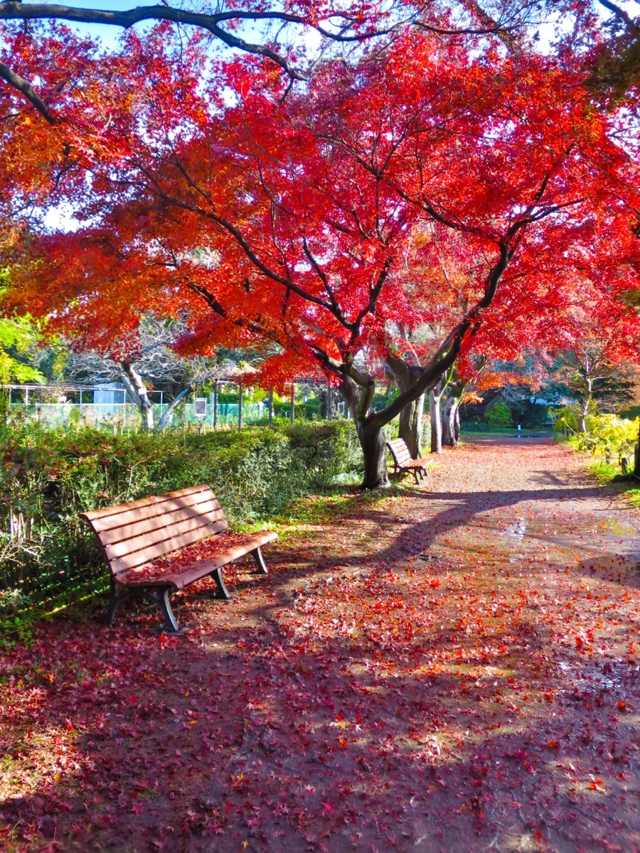 投稿写真：もみじの紅葉とベンチ