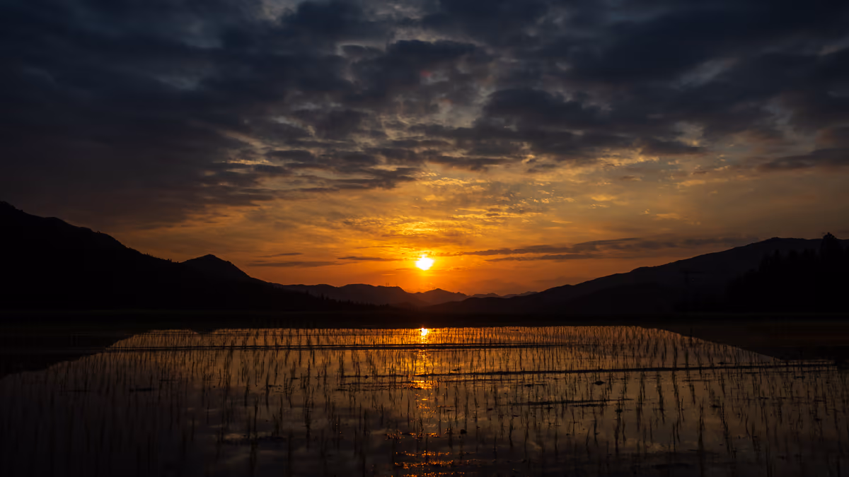 投稿写真：夕日と田んぼ