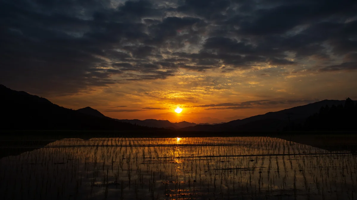 投稿写真：夕日と田んぼ