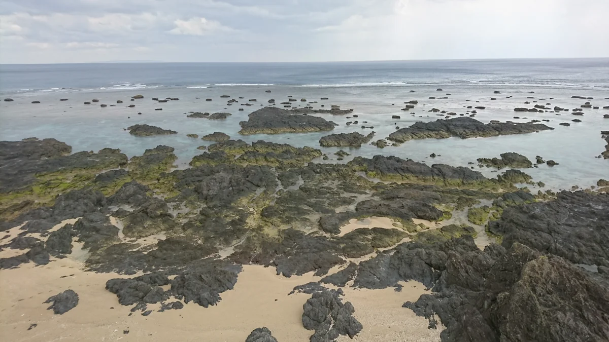 投稿写真：アオンのリーフ