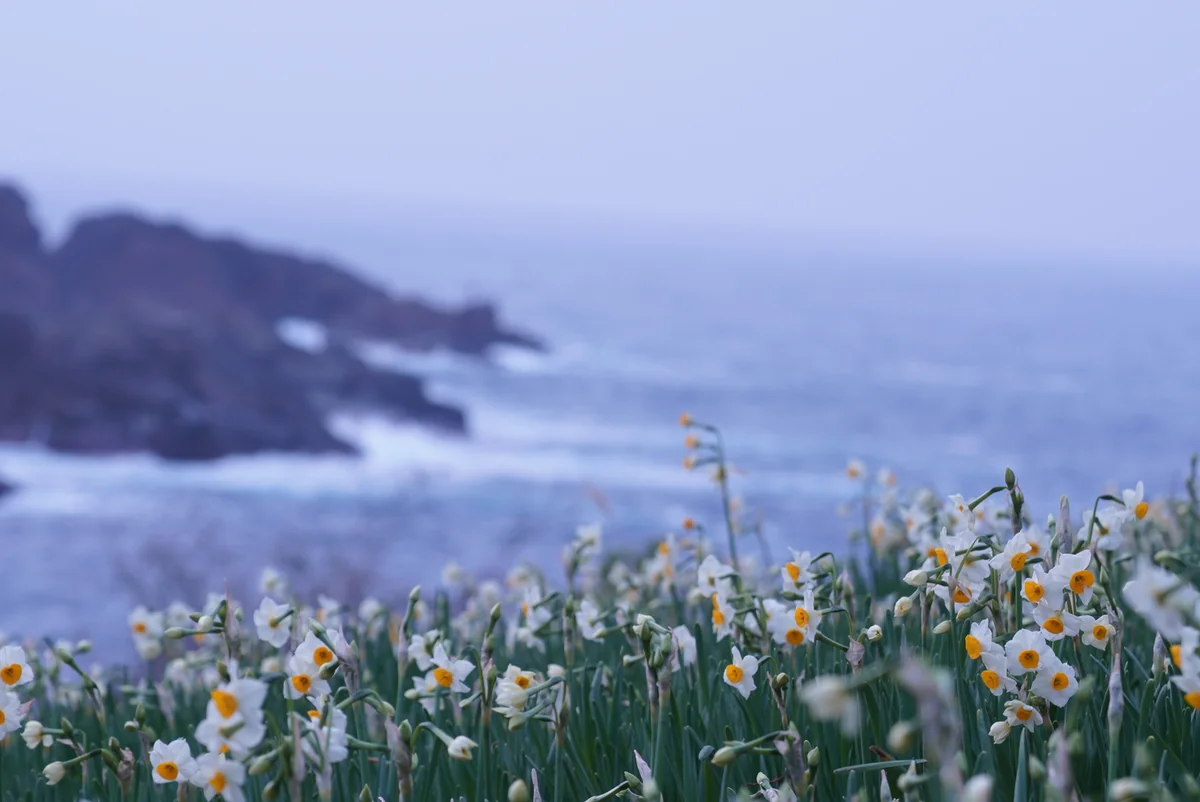 投稿写真：唐音水仙公園