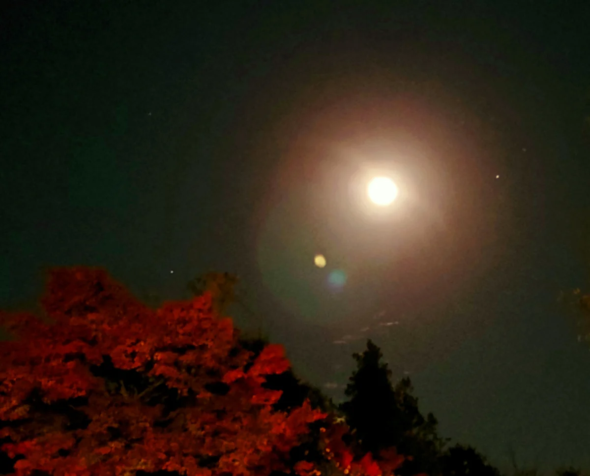 投稿写真：月明かりの中の赤紅葉