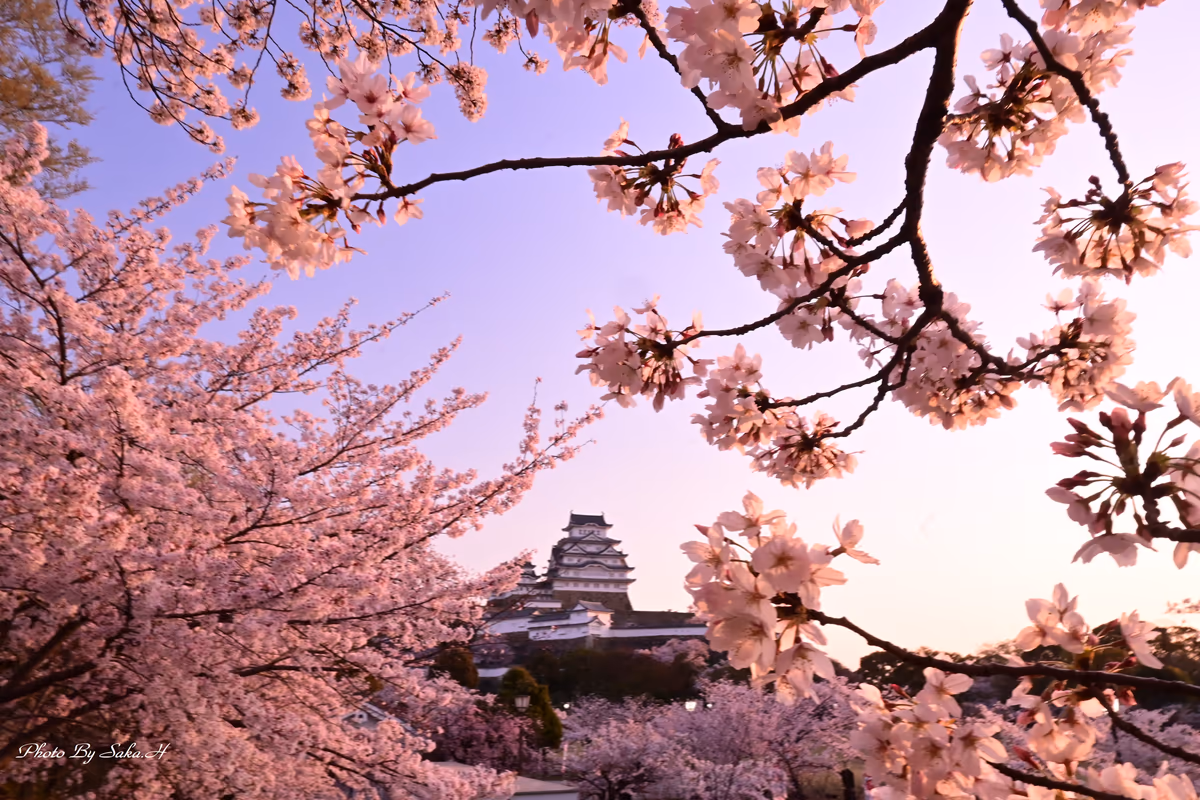 投稿写真：国宝の輝き
