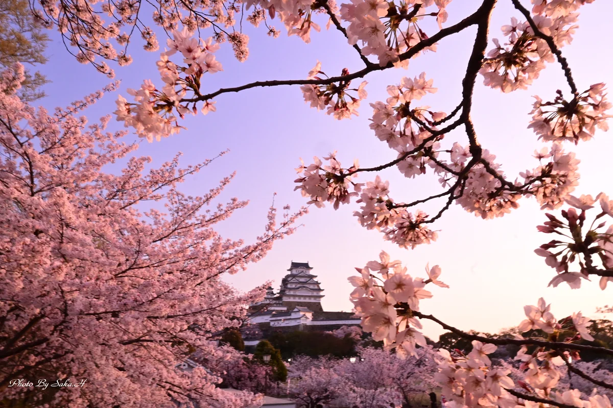 投稿写真：国宝の輝き