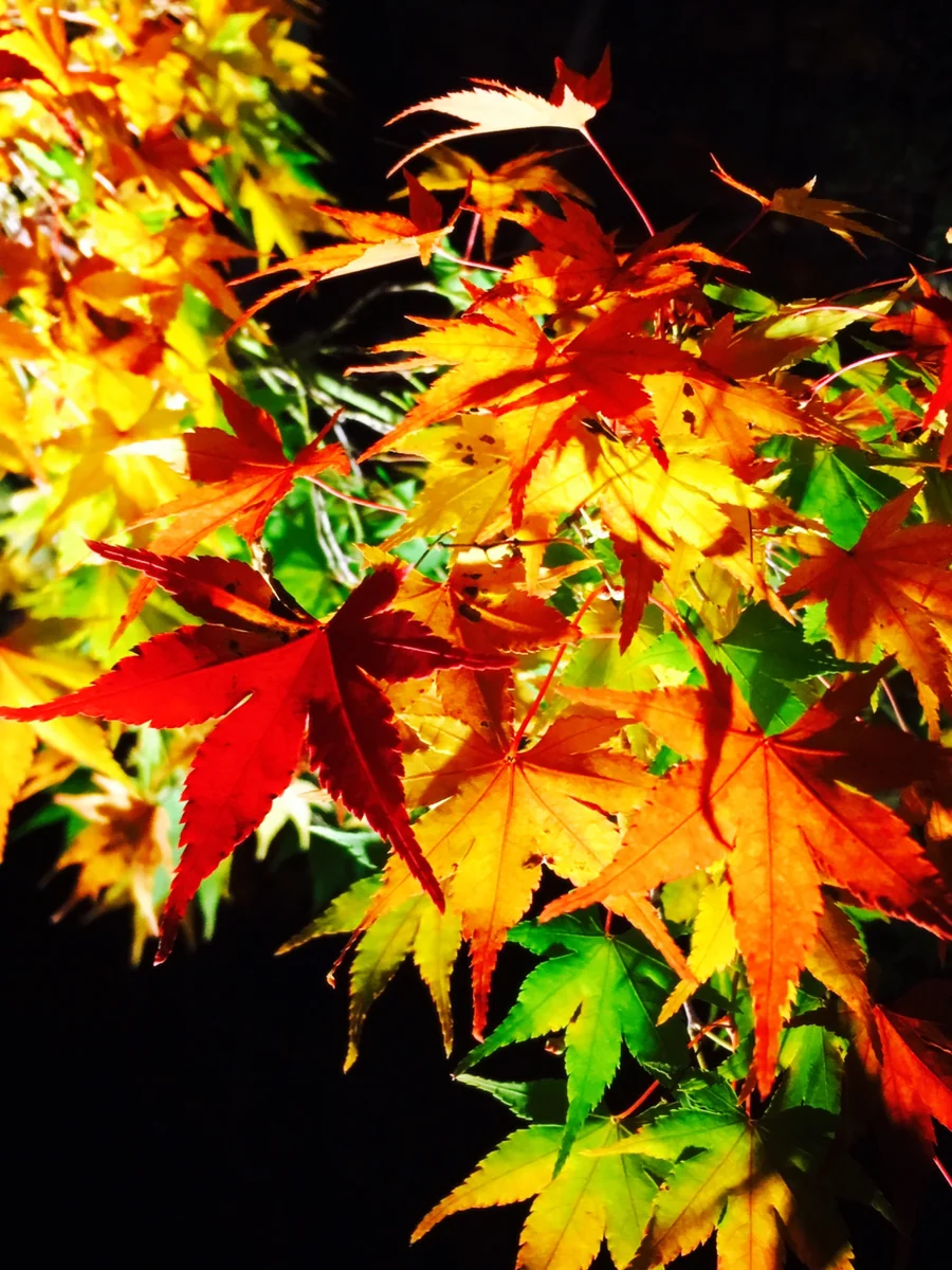 投稿写真：京都の紅葉