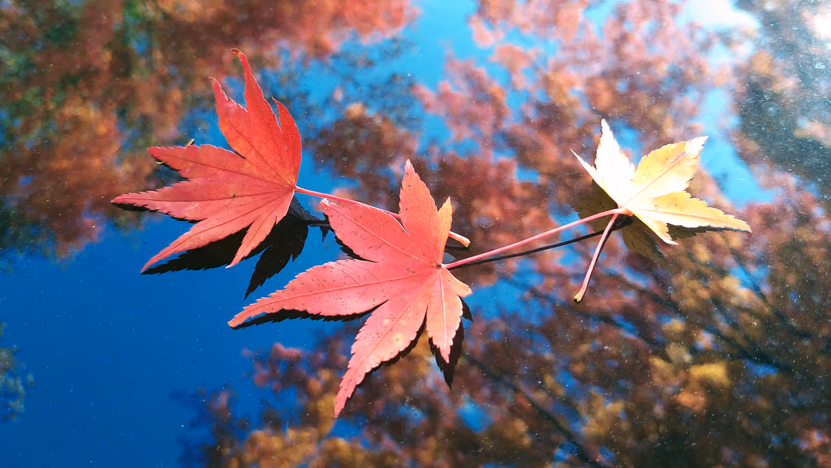 投稿写真：秋