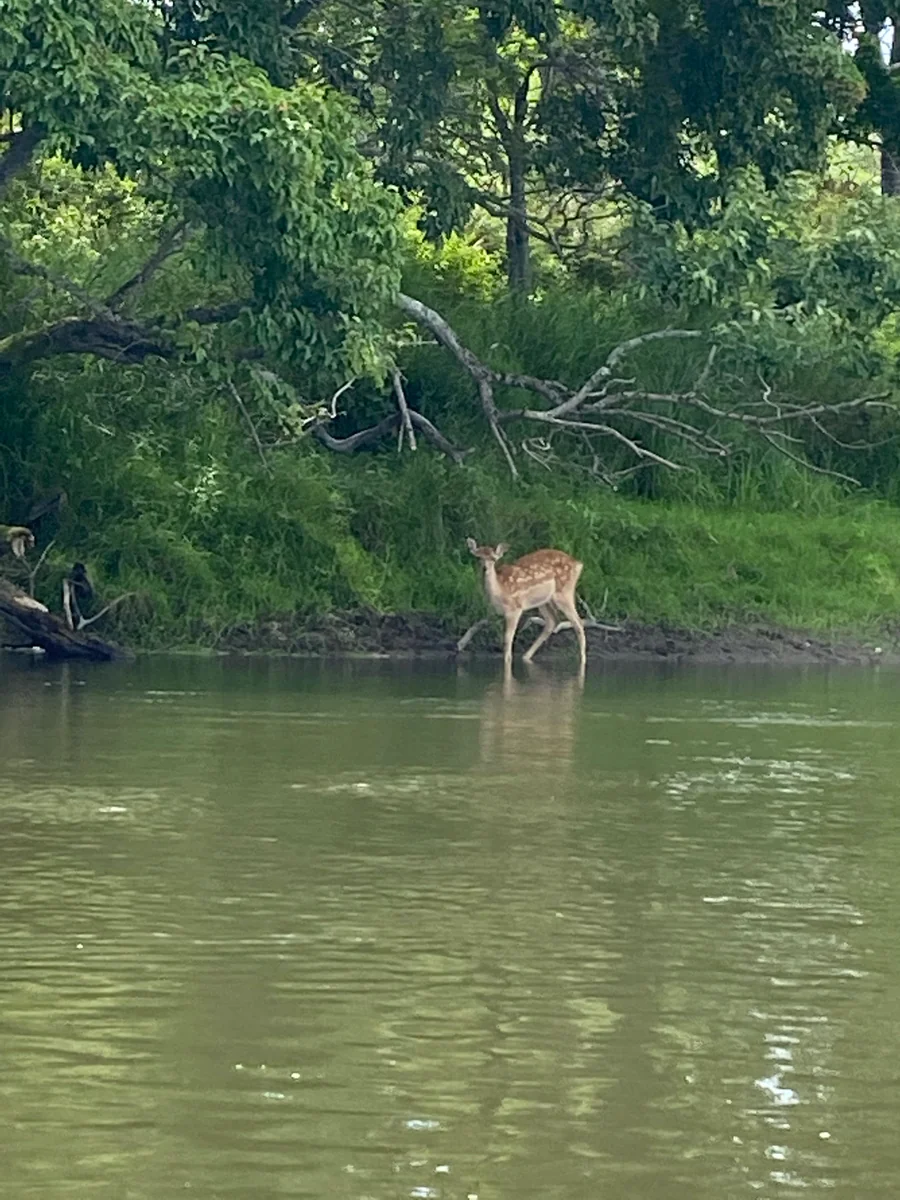 投稿写真：釧路湿原の鹿