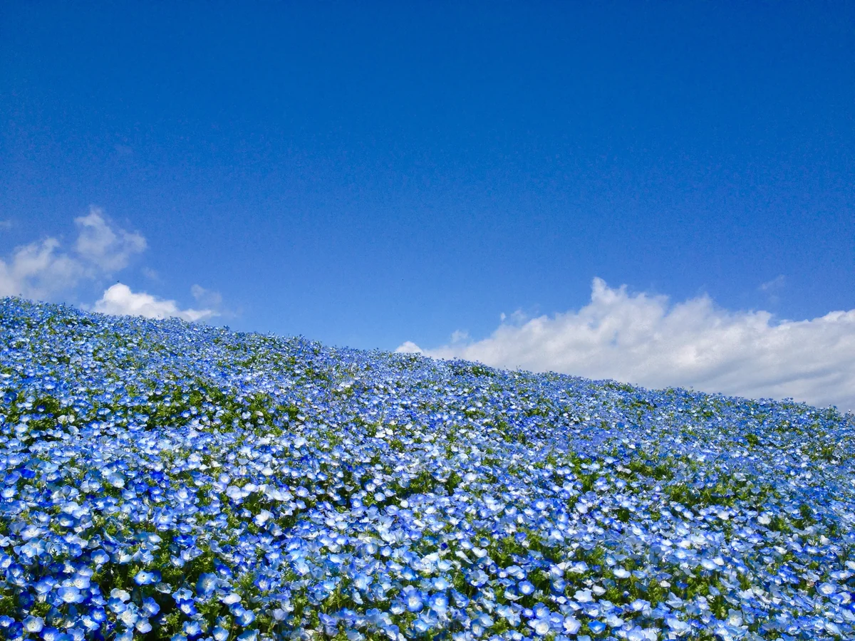 投稿写真：ネモフィラ