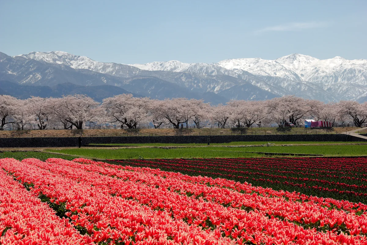 投稿写真：春満開
