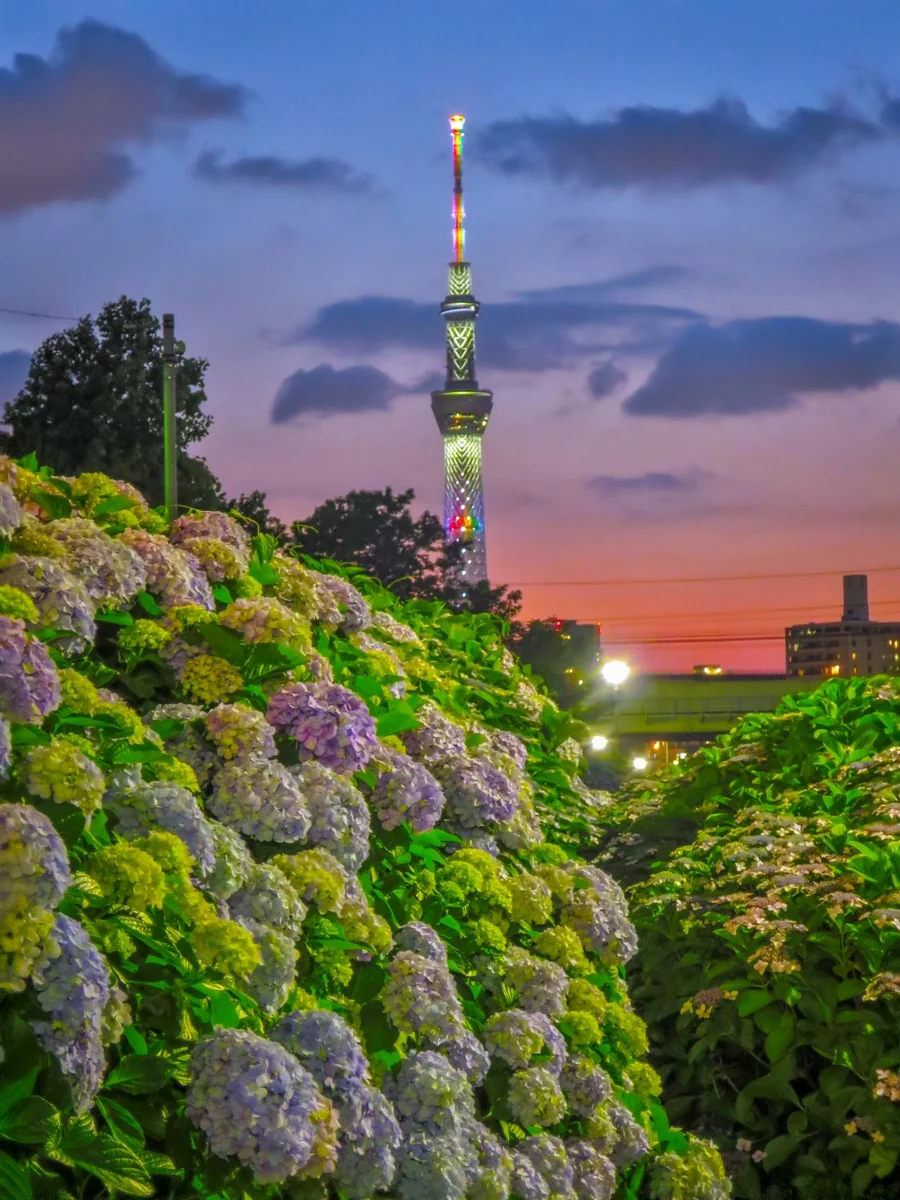 投稿写真：スカイツリーとあじさい