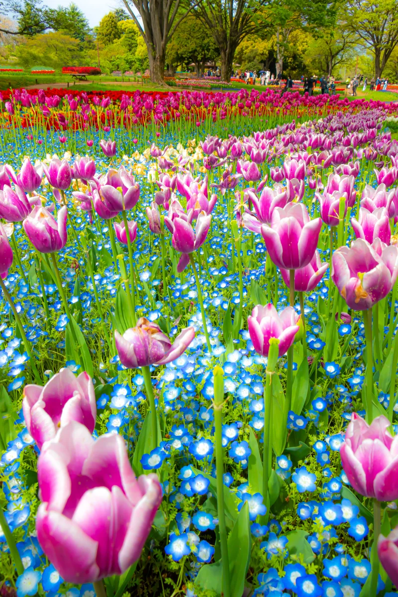 投稿写真：チューリップとネモフィラ