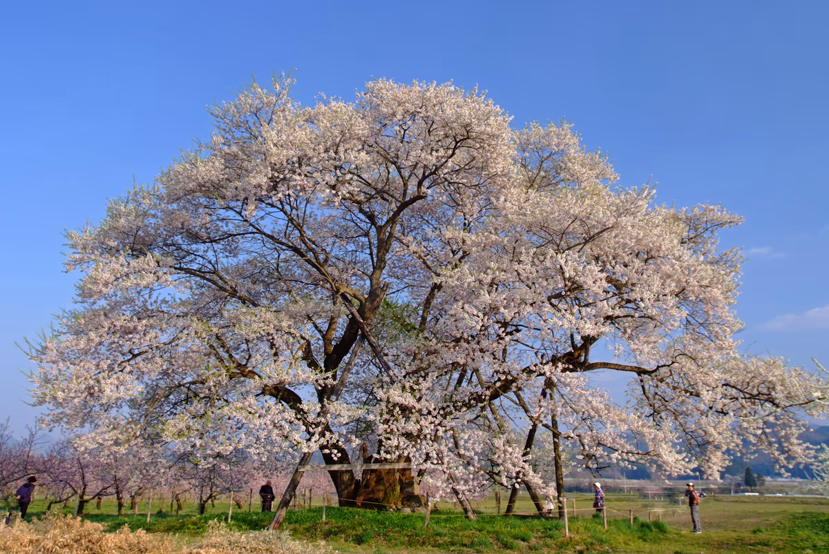 投稿写真：馬の墓、一本桜にて