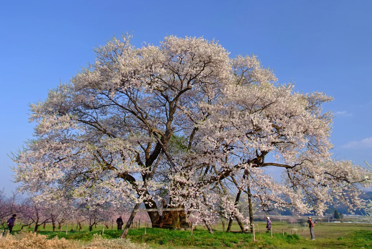 投稿写真：馬の墓、一本桜にて