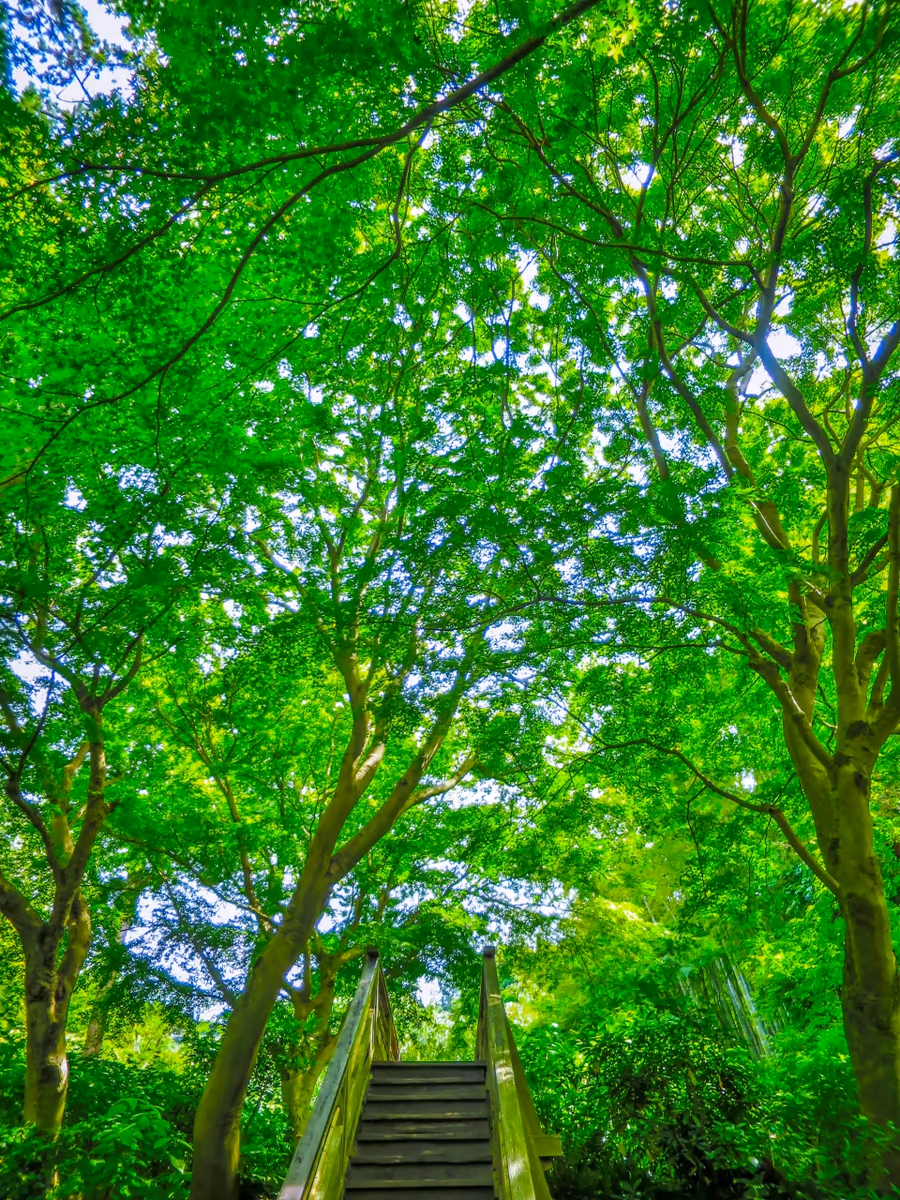投稿写真：モミジの新緑