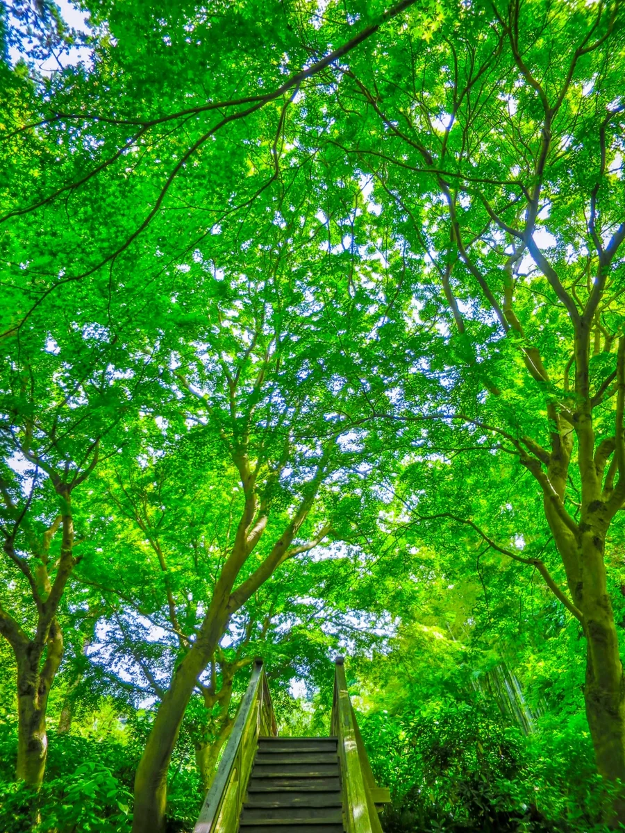 投稿写真：モミジの新緑