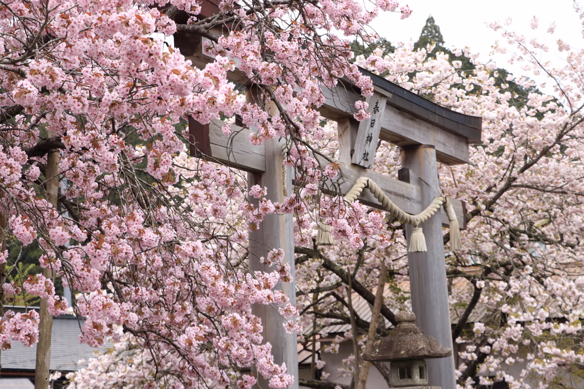 投稿写真：京北黒田の百年桜