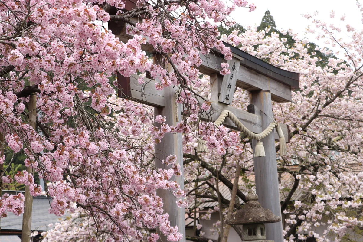 投稿写真：京北黒田の百年桜