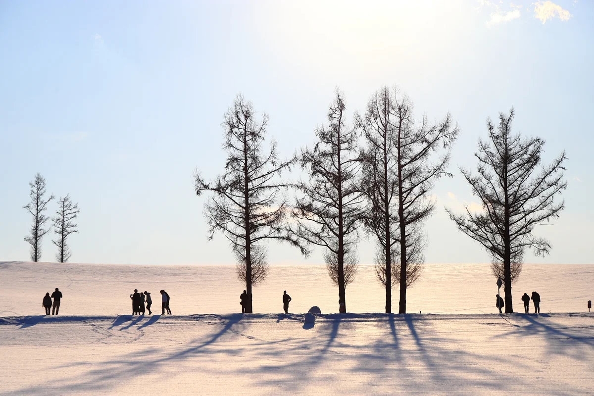 投稿写真：マイルドセブンの丘