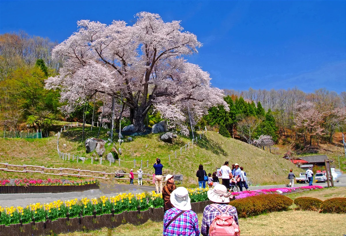 投稿写真：お姉ちゃん、あのね
