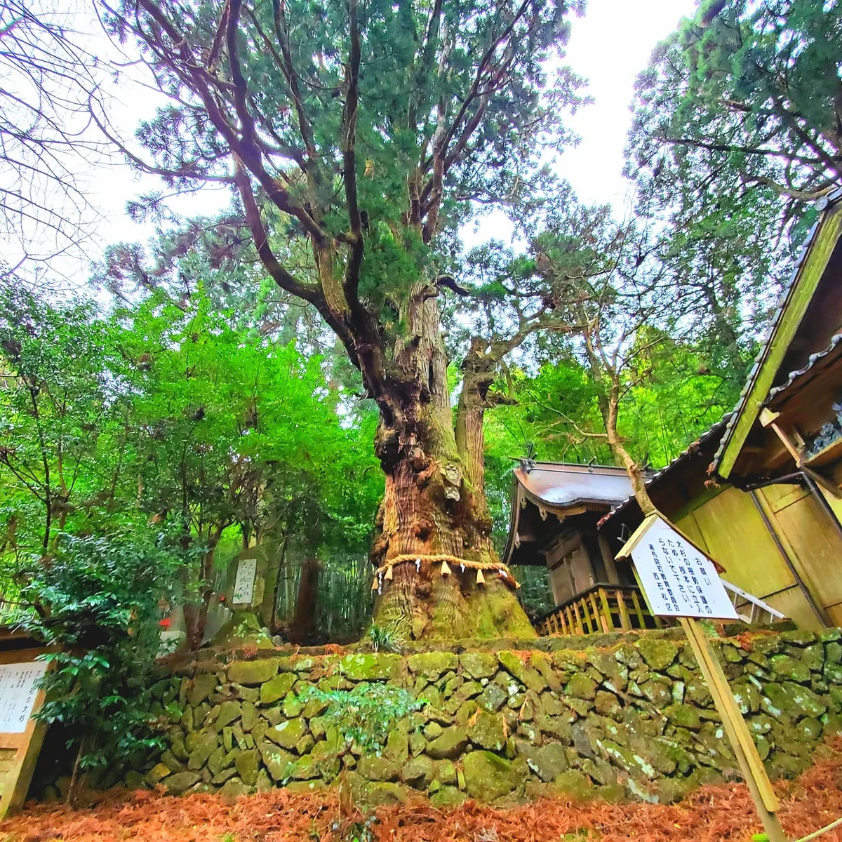 投稿写真：樹齢千年以上の大杉