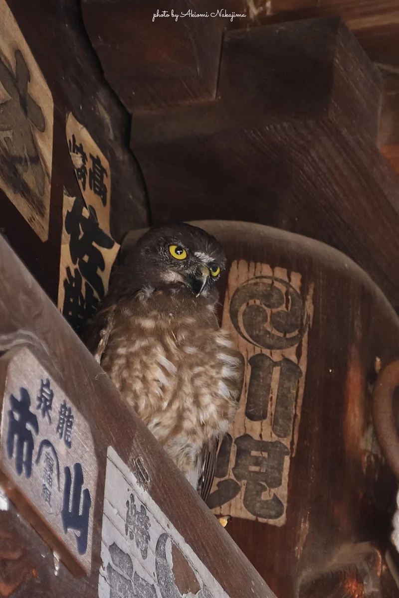 投稿写真：幼鳥の睨み