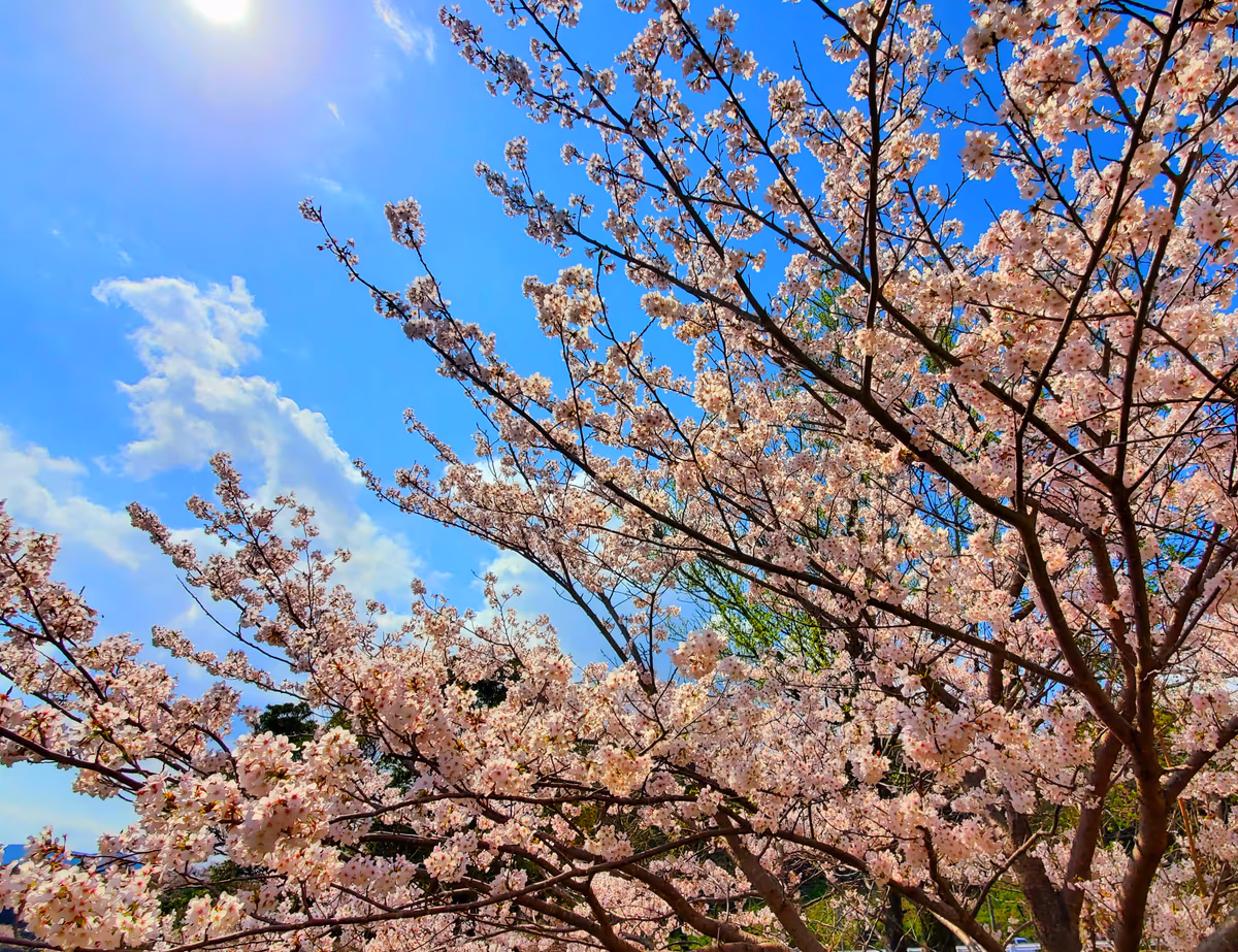 投稿写真：青空と桜