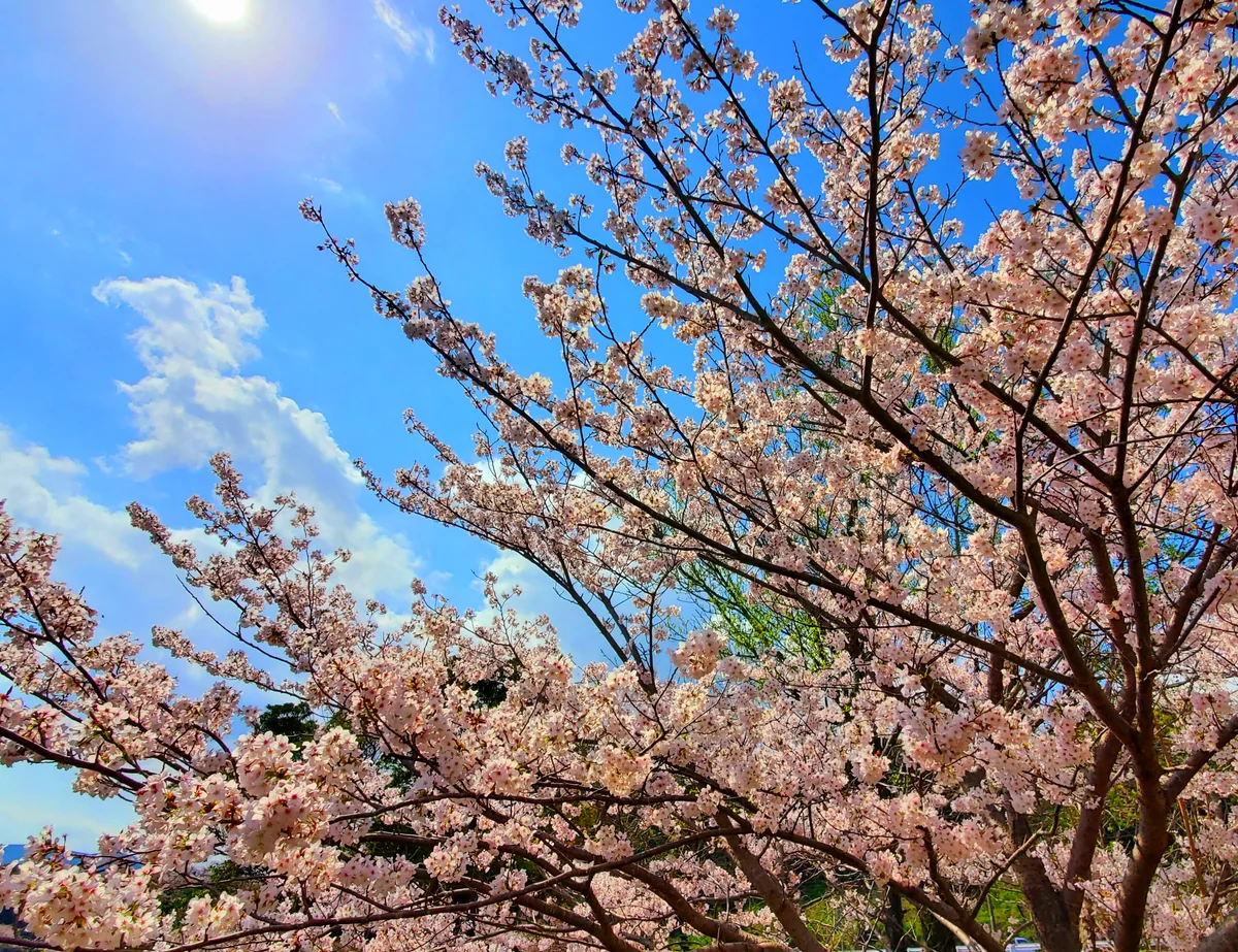 投稿写真：青空と桜