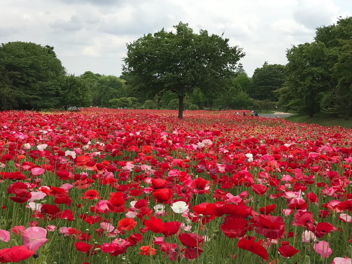 投稿写真：ポピー満開