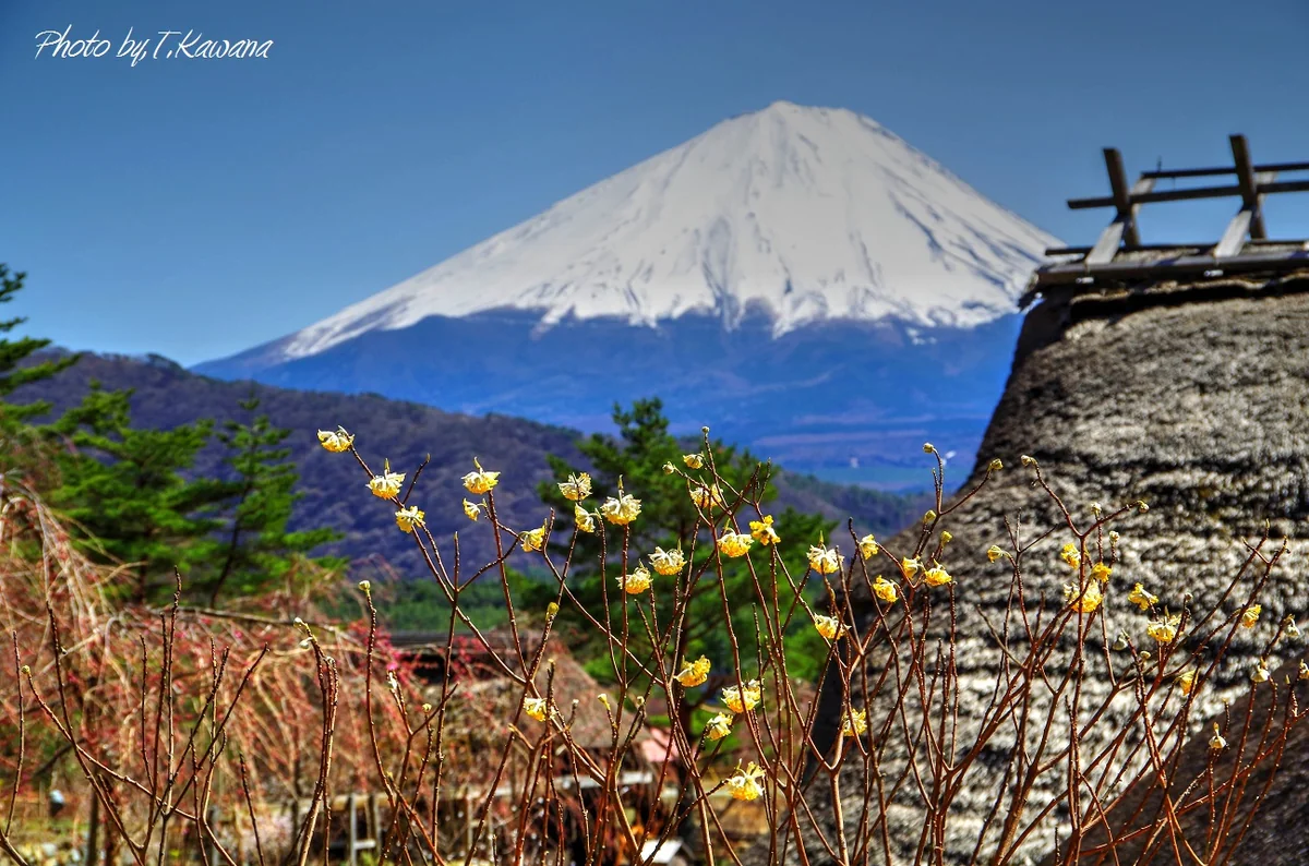 投稿写真：西湖いやしの里根場にミツマタの花咲く富士の里