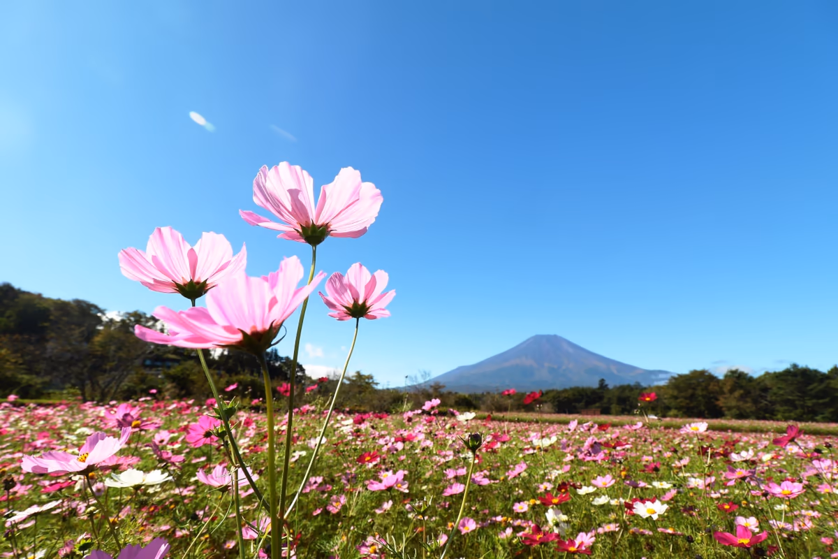 投稿写真：秋の桜
