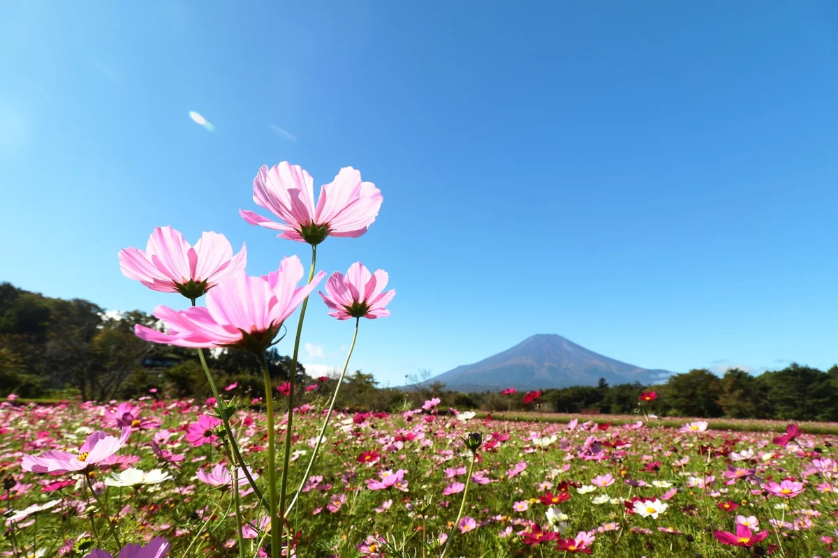 投稿写真：秋の桜