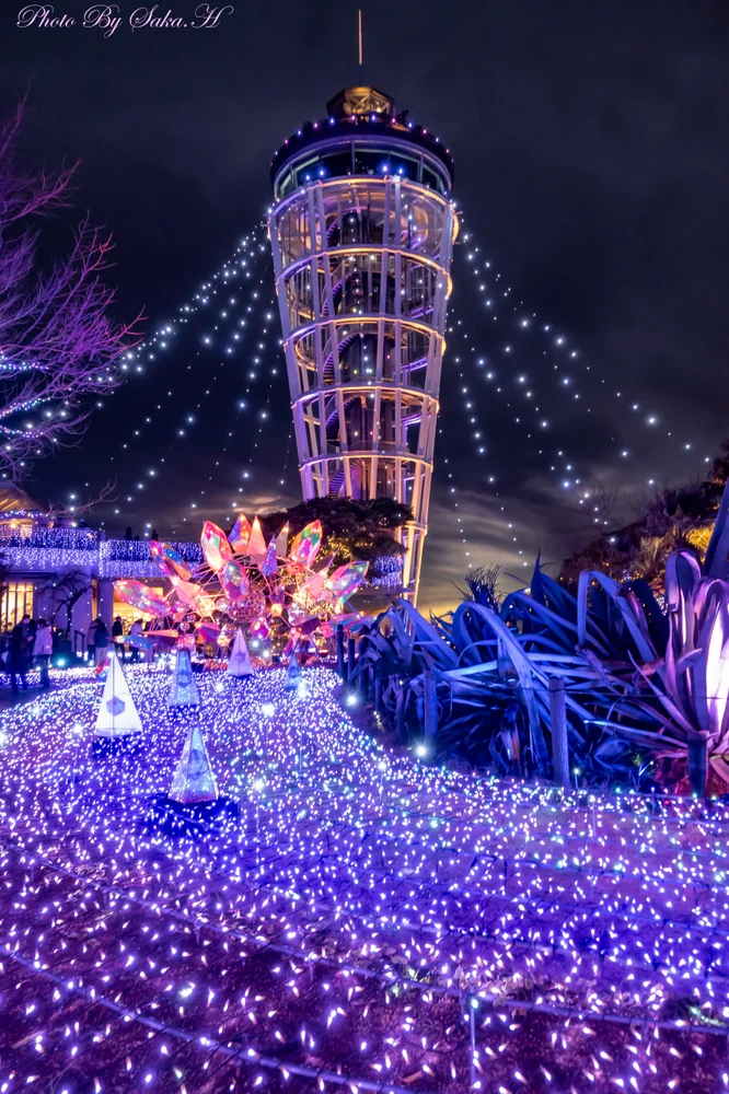 投稿写真：湘南の宝石