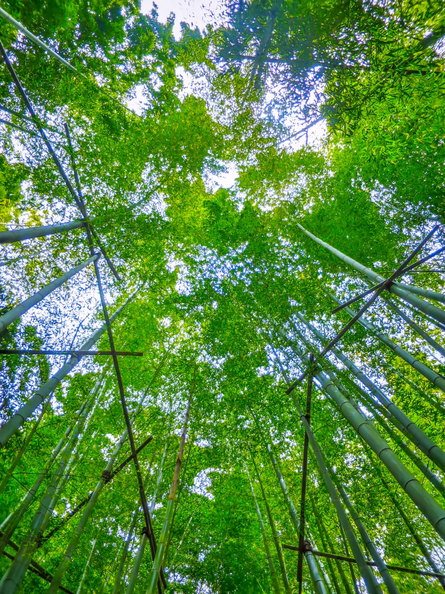 投稿写真：竹林を見上げる