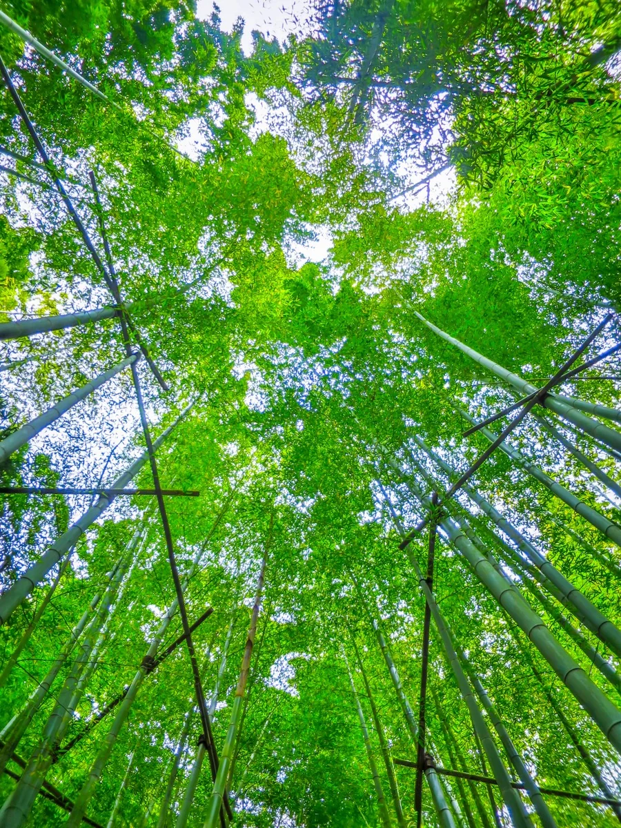 投稿写真：竹林を見上げる