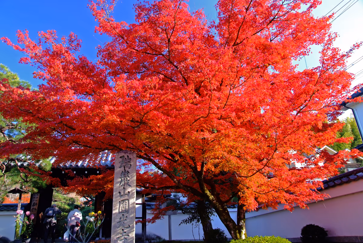 投稿写真：ようこそ、圓光寺へ