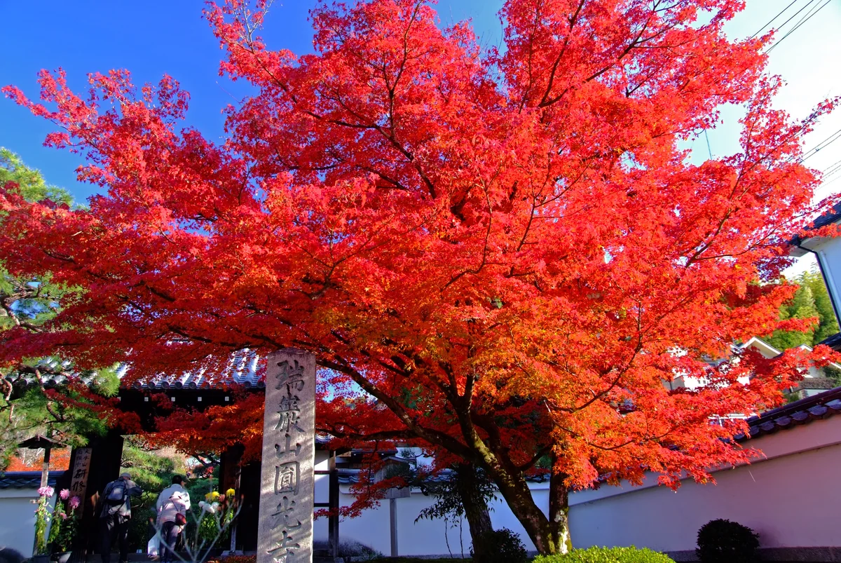 投稿写真：ようこそ、圓光寺へ