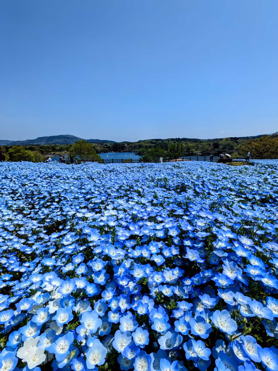 投稿写真：空・湖・ネモフィラ 3つのブルーが溶けあう