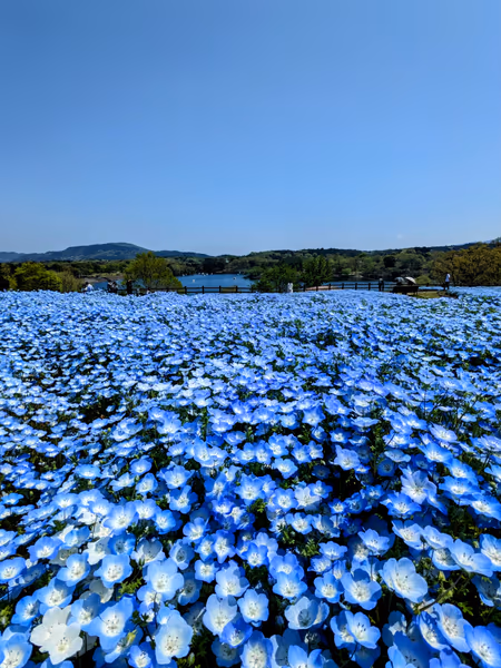 投稿：空・湖・ネモフィラ 3つのブルーが溶けあう