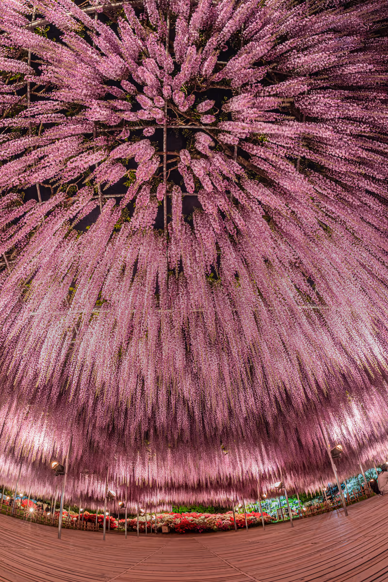 投稿写真：あしかがフラワーパーク 大藤棚とツツジのコラボ