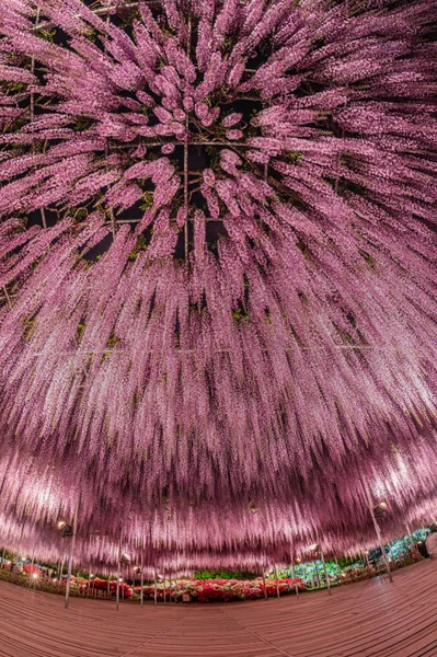 投稿：あしかがフラワーパーク 大藤棚とツツジのコラボ