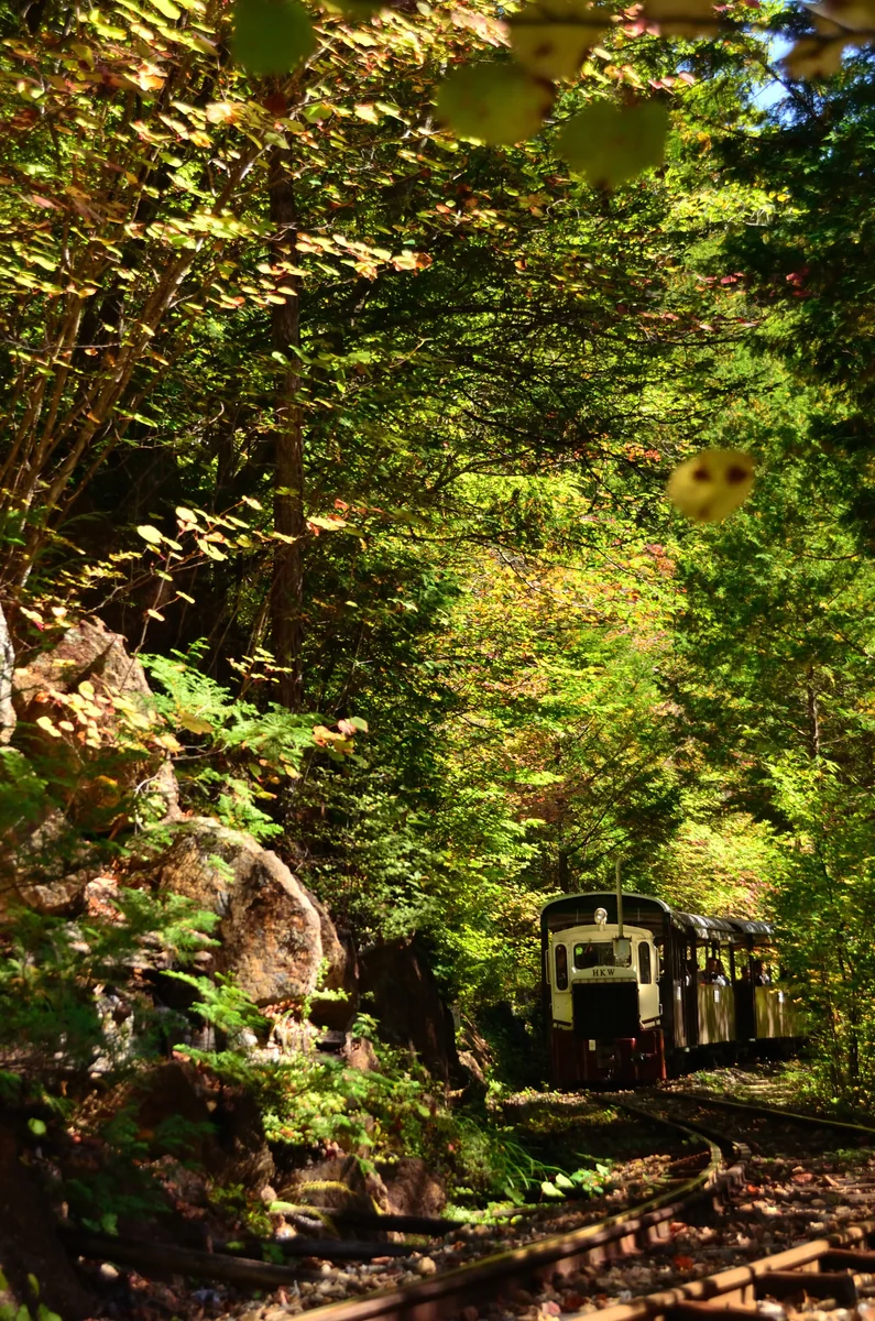 投稿写真：秋の木陰にて