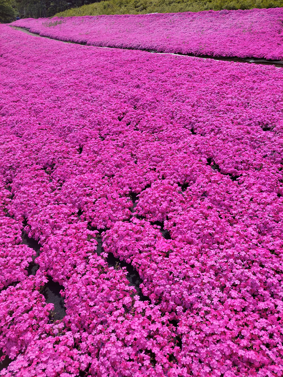 投稿写真：一面の芝桜　ピンクの絨毯