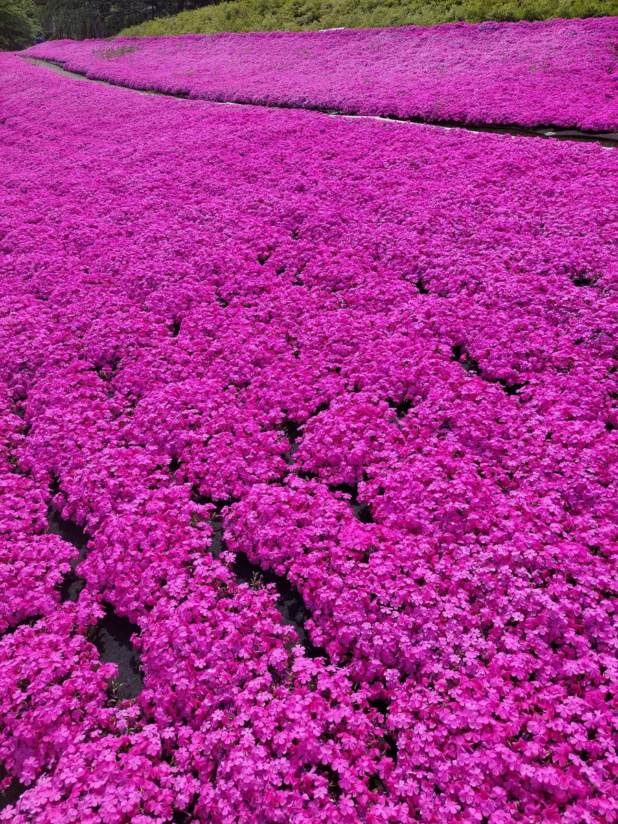 投稿写真：一面の芝桜　ピンクの絨毯