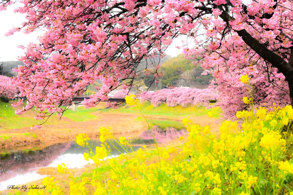 Hiromi Sakataさんの投稿写真