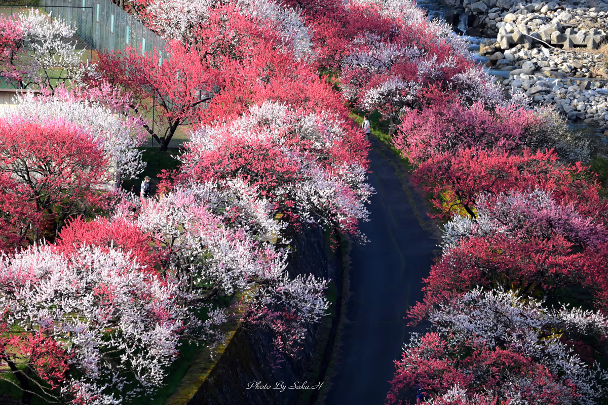 投稿写真：花桃の里