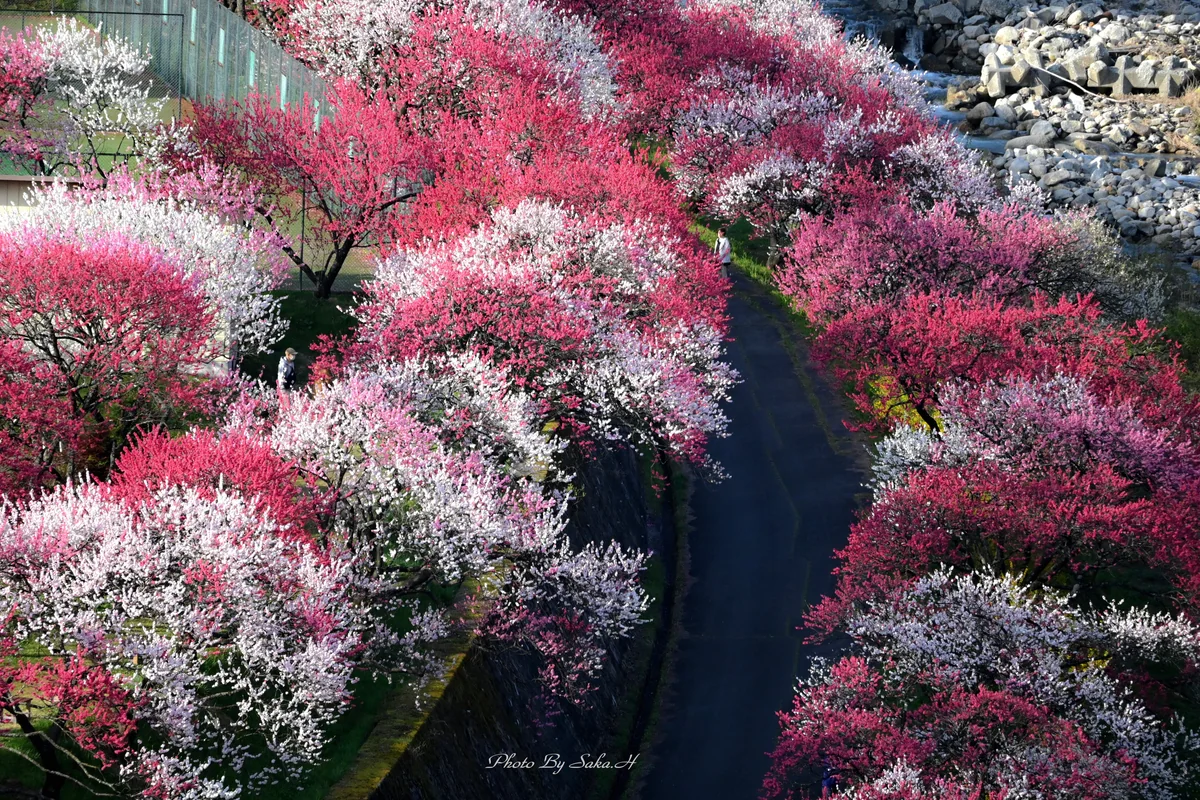 投稿写真：花桃の里