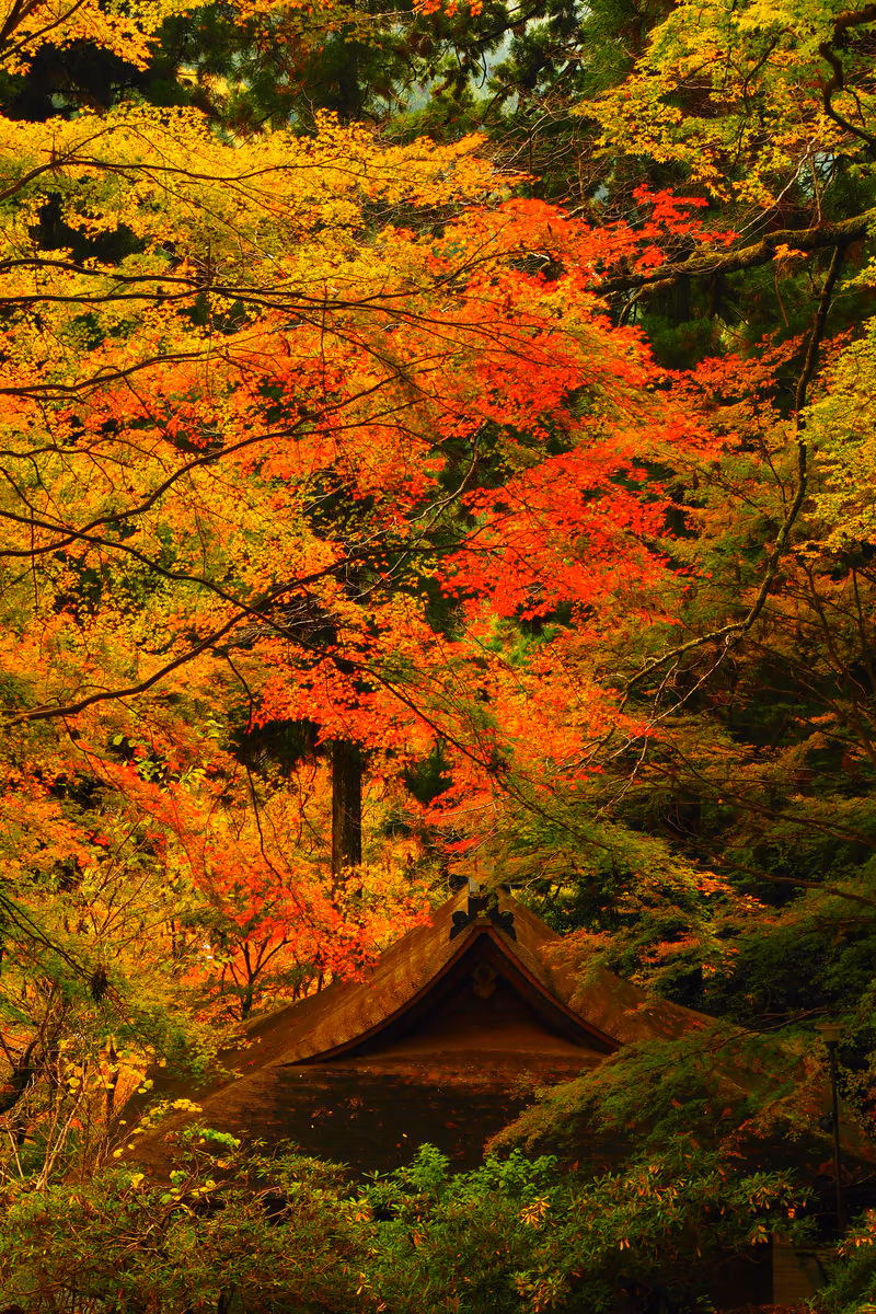 投稿写真：室生寺紅葉