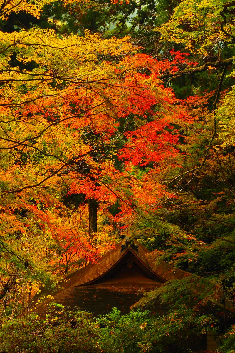 投稿写真：室生寺紅葉