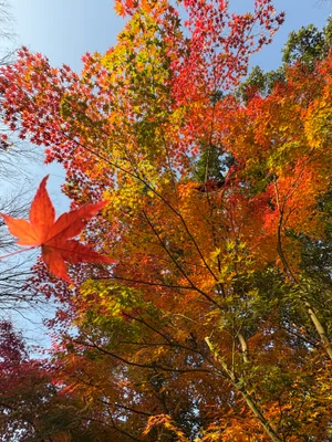 投稿：兼六園の紅葉